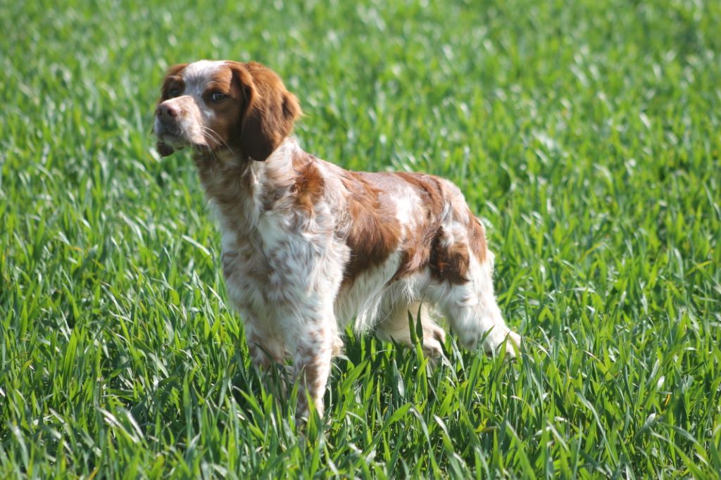 Chp helios des T'chiots Picards
