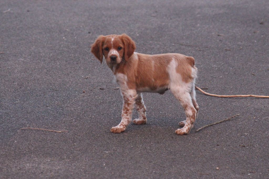 Violette des T'chiots Picards