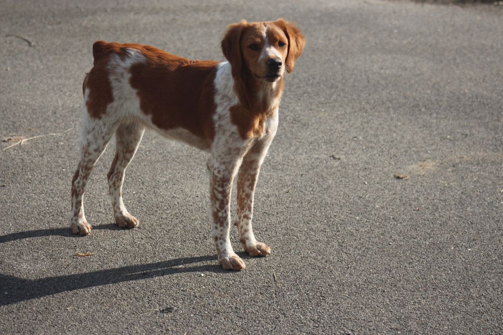 Violette des T'chiots Picards