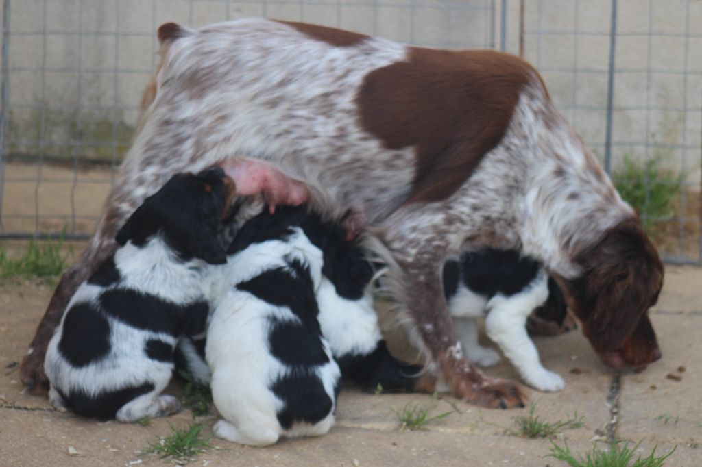 chiot Epagneul Breton des T'chiots Picards