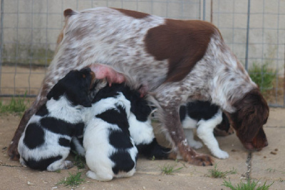 des T'chiots Picards - Epagneul Breton - Portée née le 26/05/2024