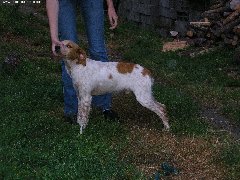 Abel des T'chiots Picards
