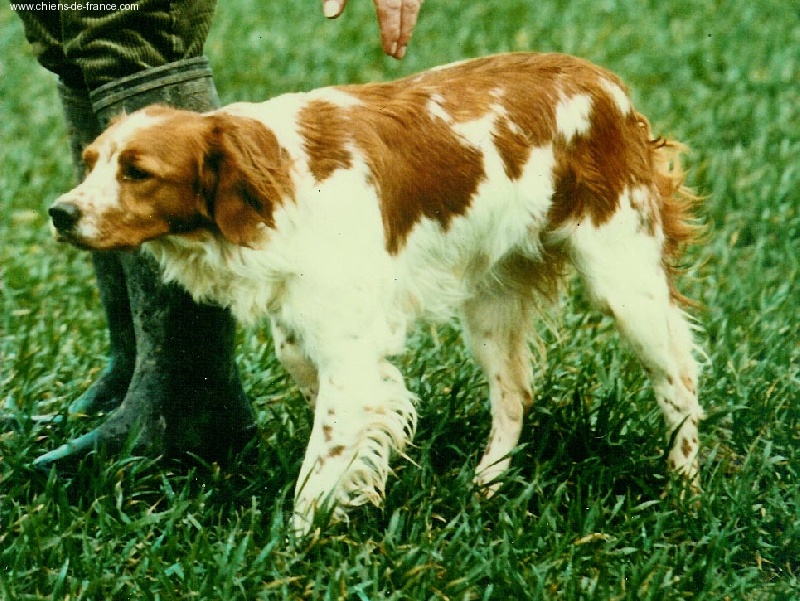 TR. Mielle Du sulon