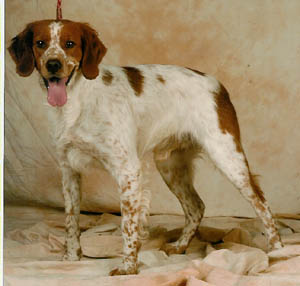 TR. Ulk des T'chiots Picards