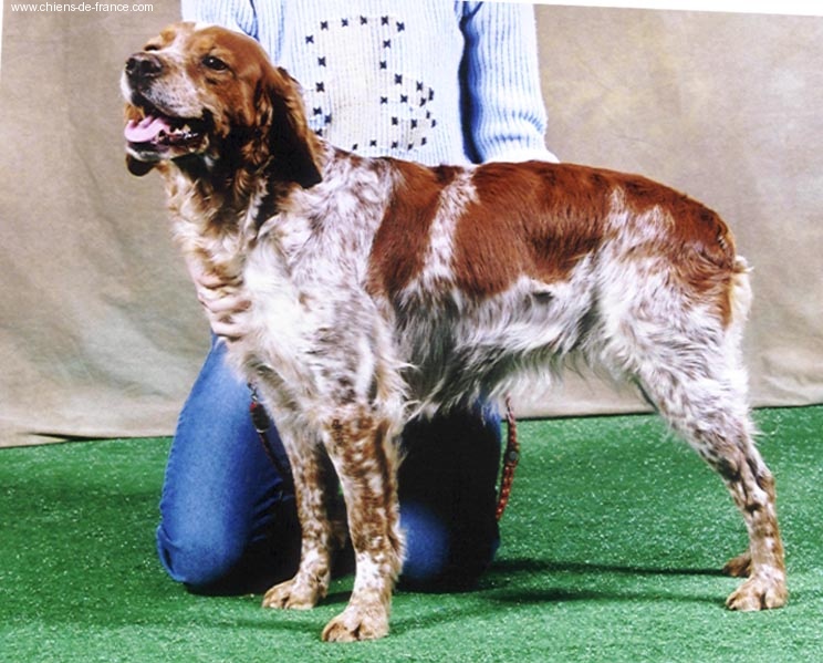 TR. CH. Orange des T'chiots Picards