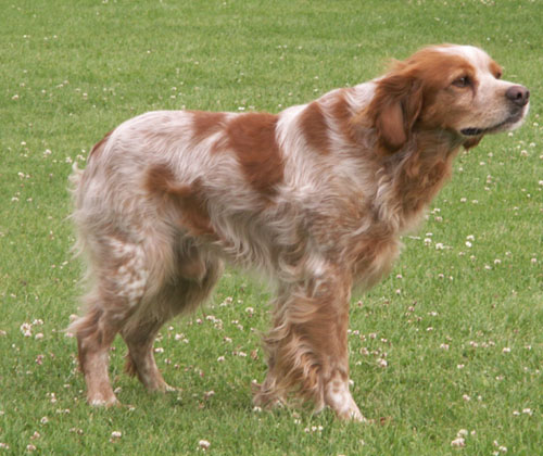 TR. Tam tam des T'chiots Picards