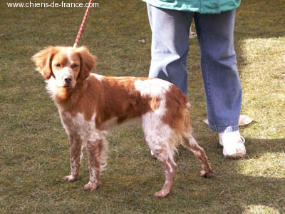 Ayka des T'chiots Picards