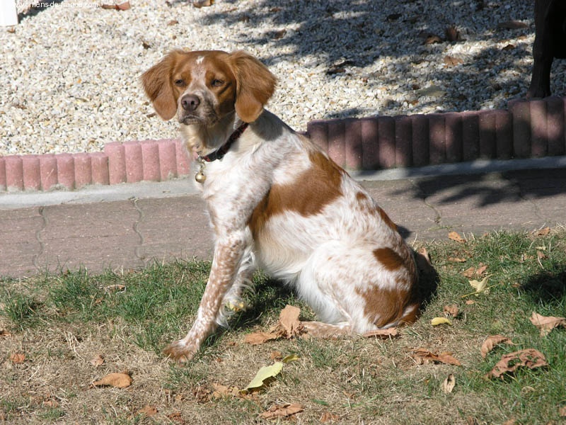 Vega des T'chiots Picards