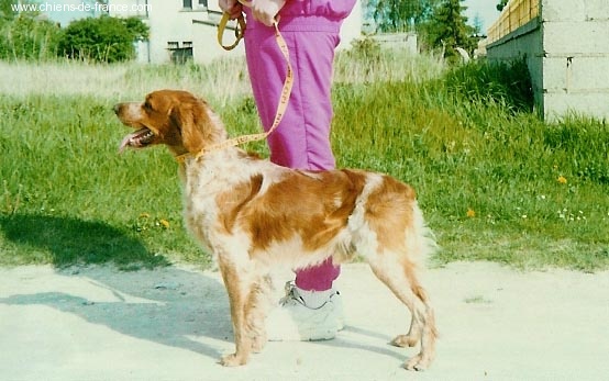 Eliot des T'chiots Picards