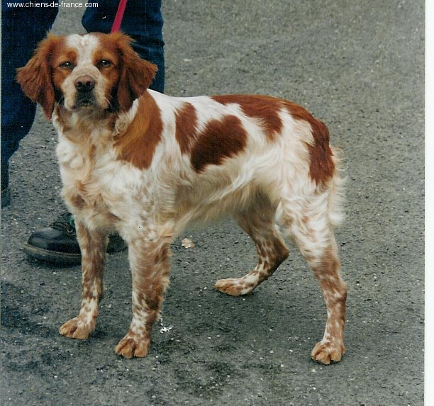 Roanne des T'chiots Picards