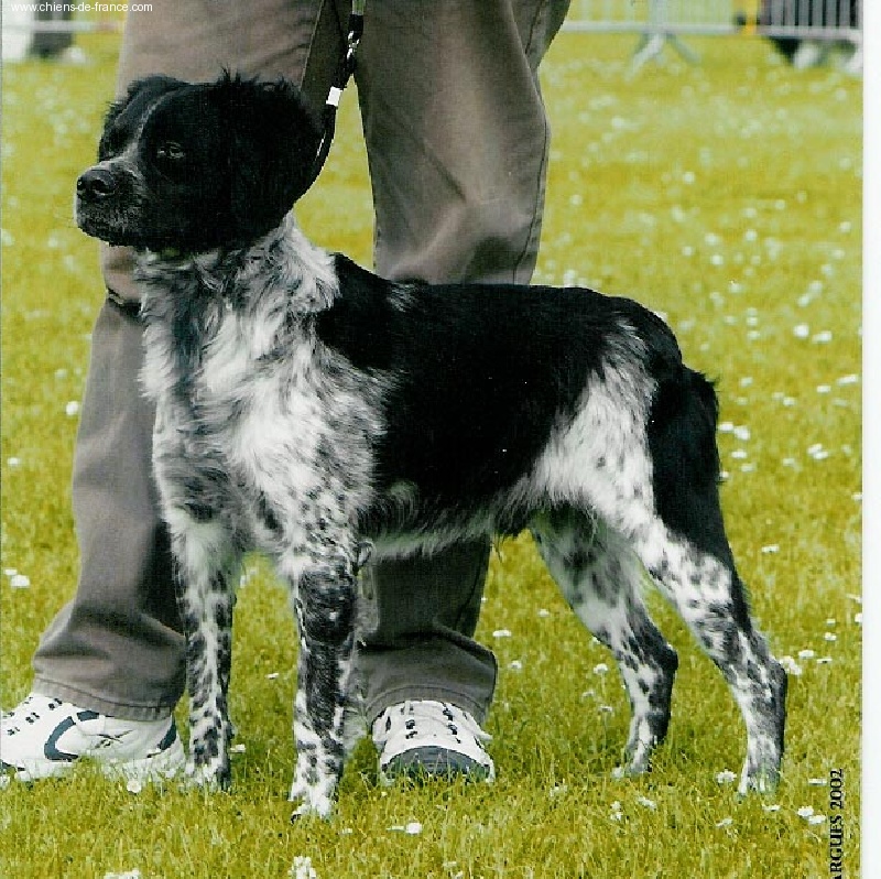 Sako des T'chiots Picards