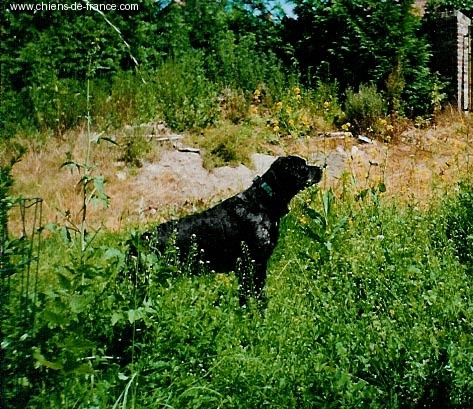 Jasmine des T'chiots Picards
