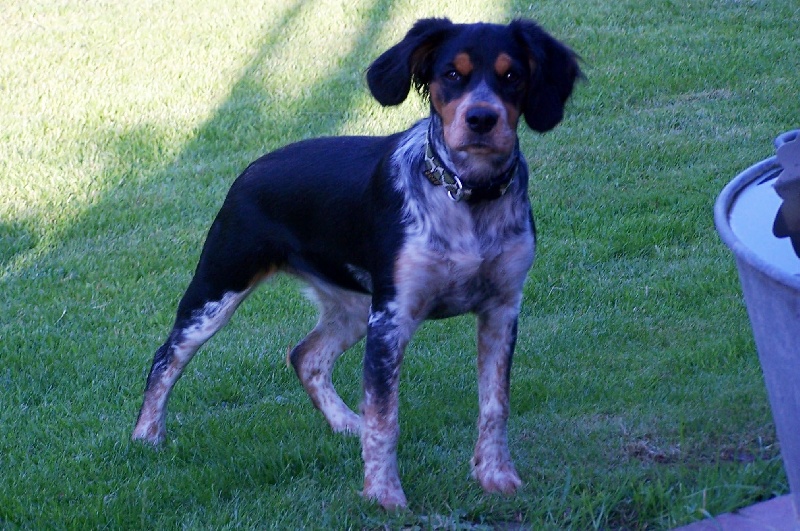 Bellis des T'chiots Picards