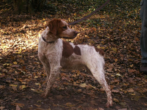 Bounty des T'chiots Picards