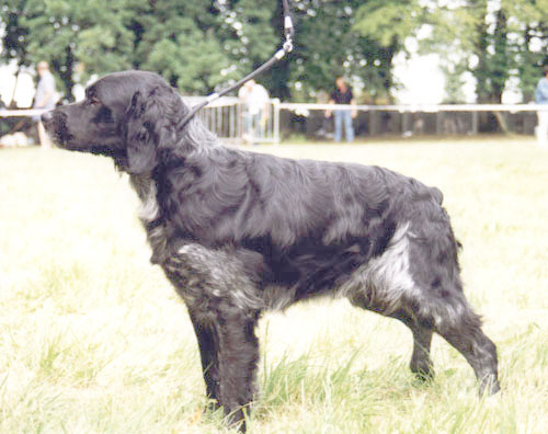 Junkers des T'chiots Picards