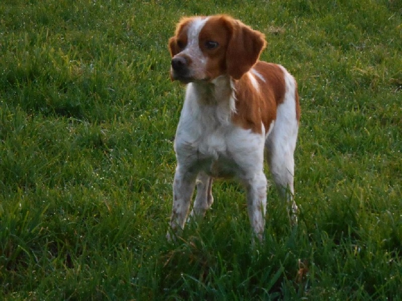 Jodler des T'chiots Picards