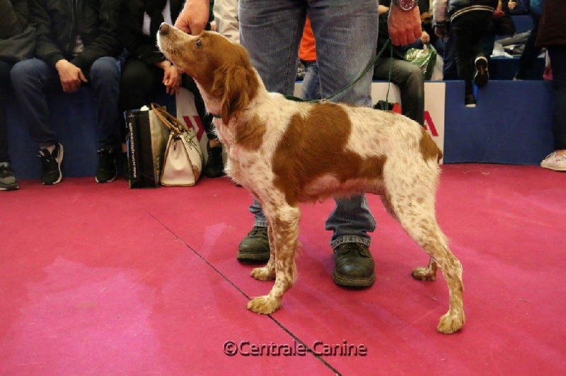 Eîka des T'chiots Picards