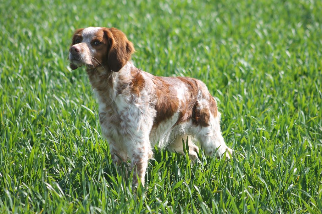 TR. CH. Helios des T'chiots Picards