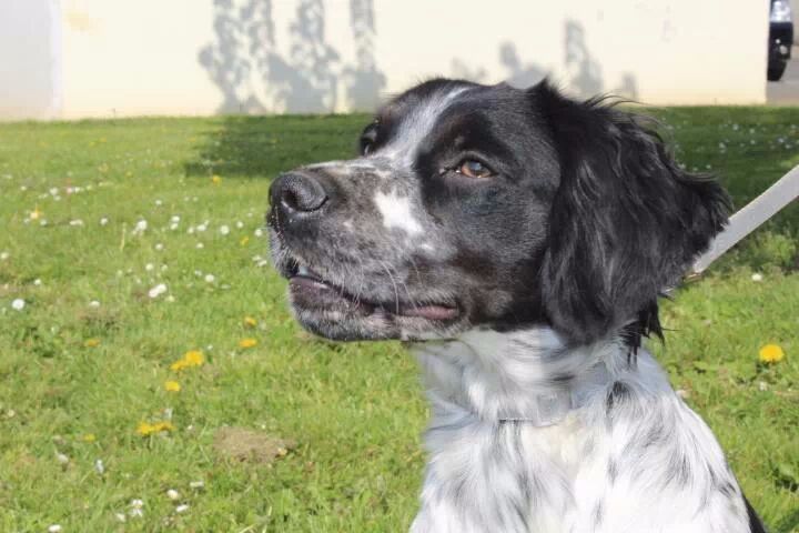 Ixia des T'chiots Picards