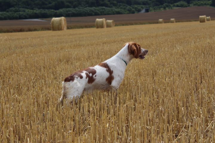 Galette des T'chiots Picards