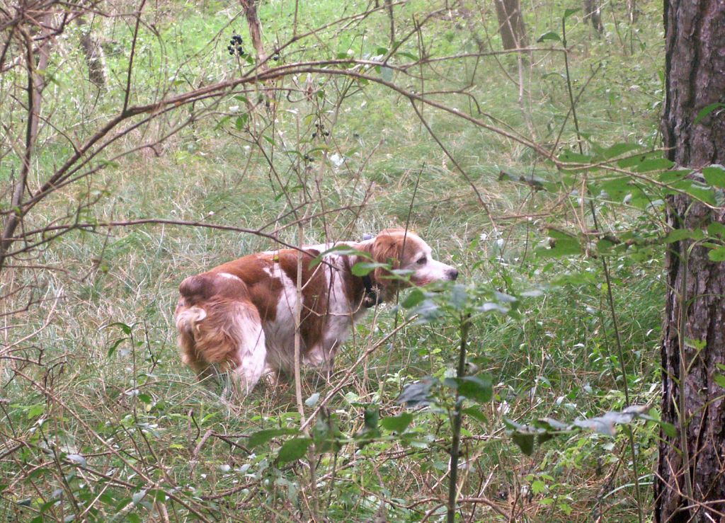 TR. CH. RÂ des T'chiots Picards
