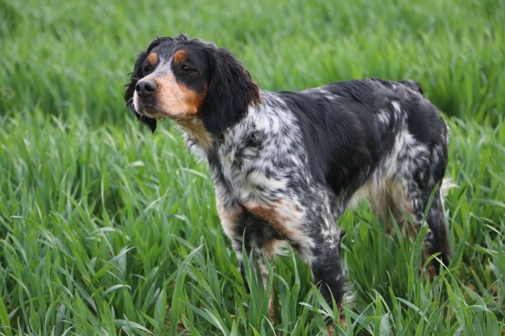 Tr greboise des T'chiots Picards
