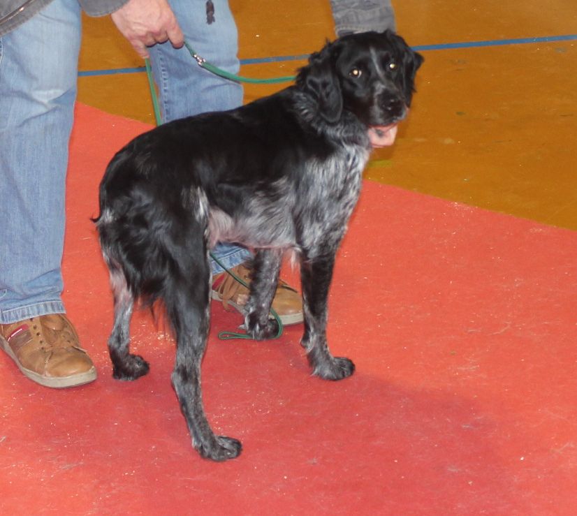 Malika des T'chiots Picards