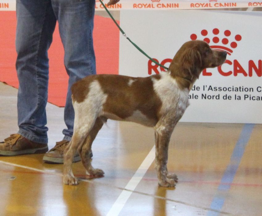 Neron des T'chiots Picards