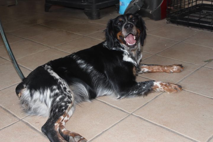 Gwendoline des T'chiots Picards
