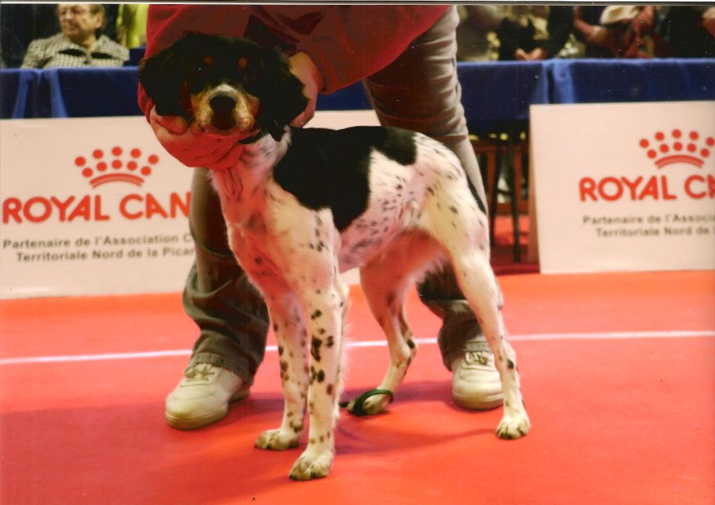 Tulipe des T'chiots Picards