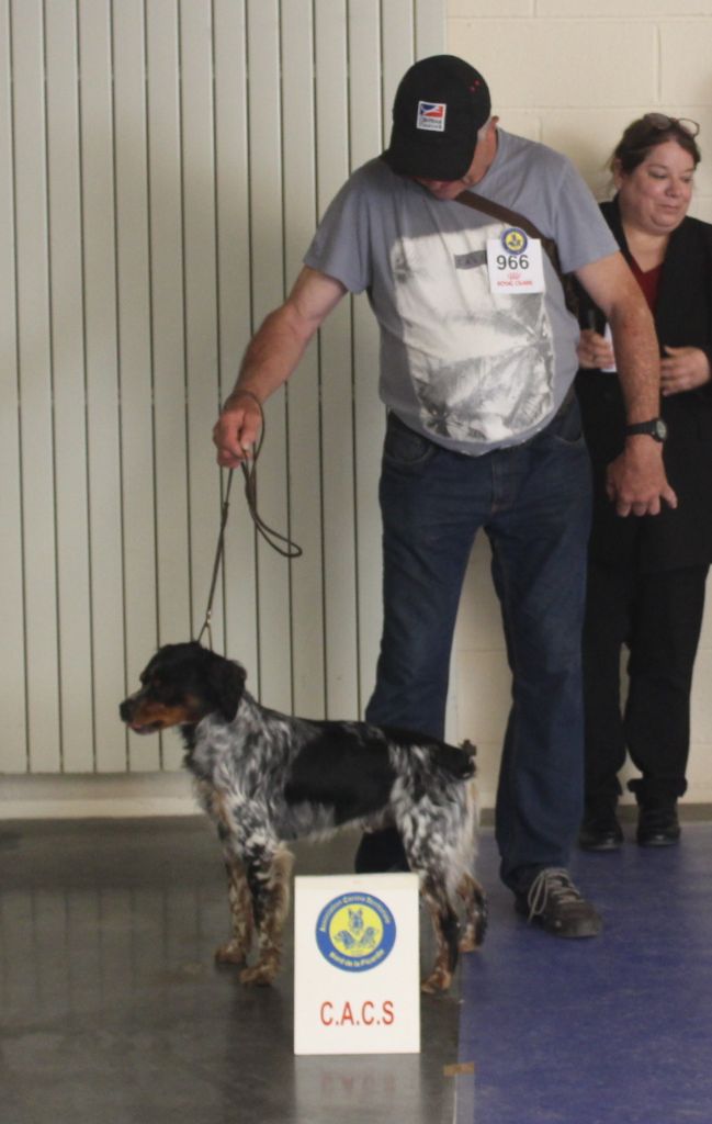Ulysse des T'chiots Picards