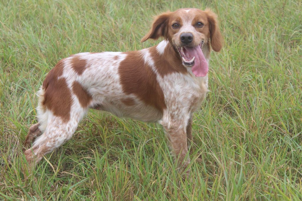 Uline des T'chiots Picards