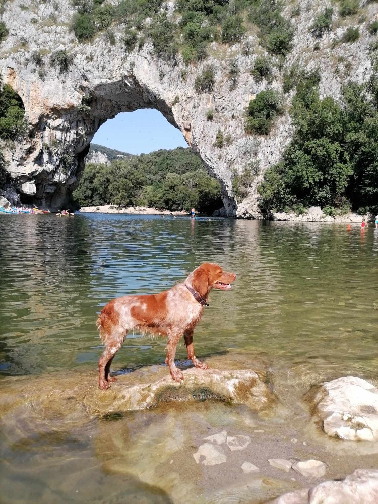 Topaze du Pâquis d'Onicourt a été saillie par Rubis le 19/10/2025