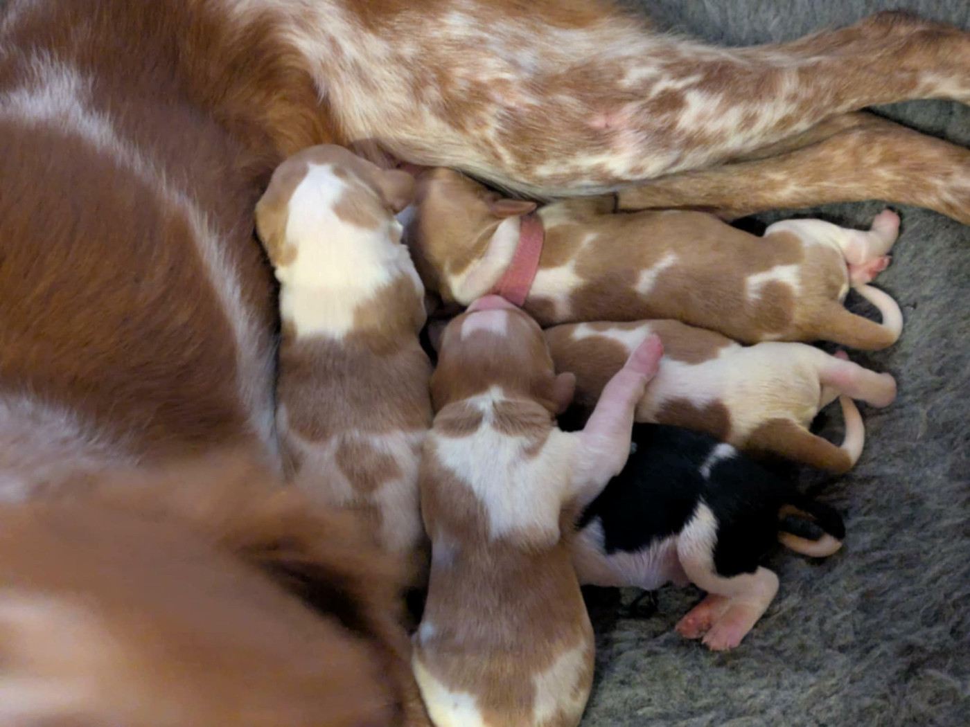 Topaze du Pâquis d'Onicourt et Rubis de la blanque sont d"heureux parents le 16/12/2025. 3 mâles orange et blanc et 1 mâle tricolore noir et 1 femelle orange et blanche