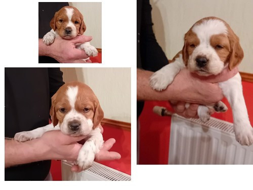 des T'chiots Picards - Topaze du Pâquis d'Onicourt et Rubis de la blanque sont d"heureux parents le 16/12/2025. 3 mâles orange et blanc recherchent une famille