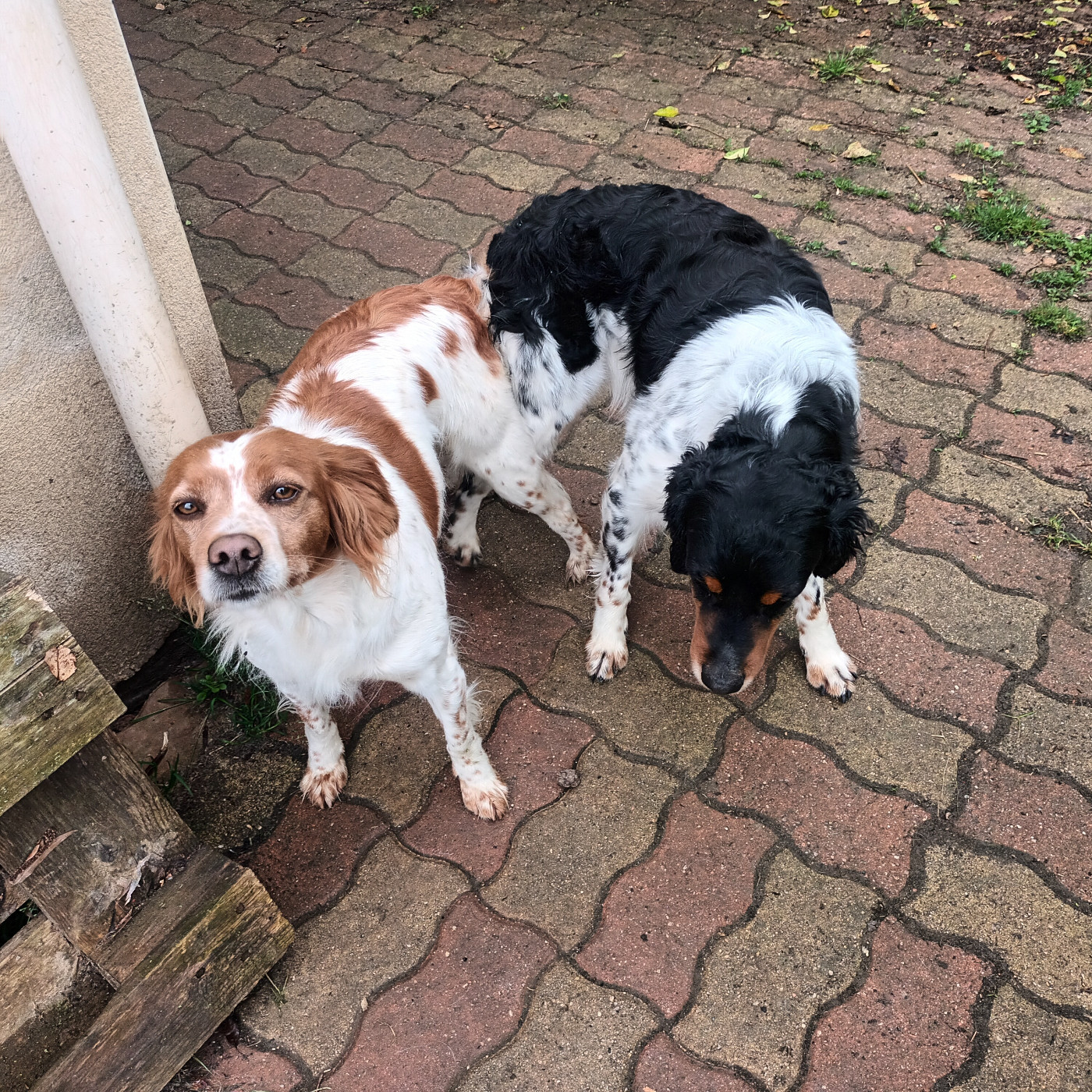 Info Mariage entre Réglisse de Trémouard et Rubis de la blanque rederie