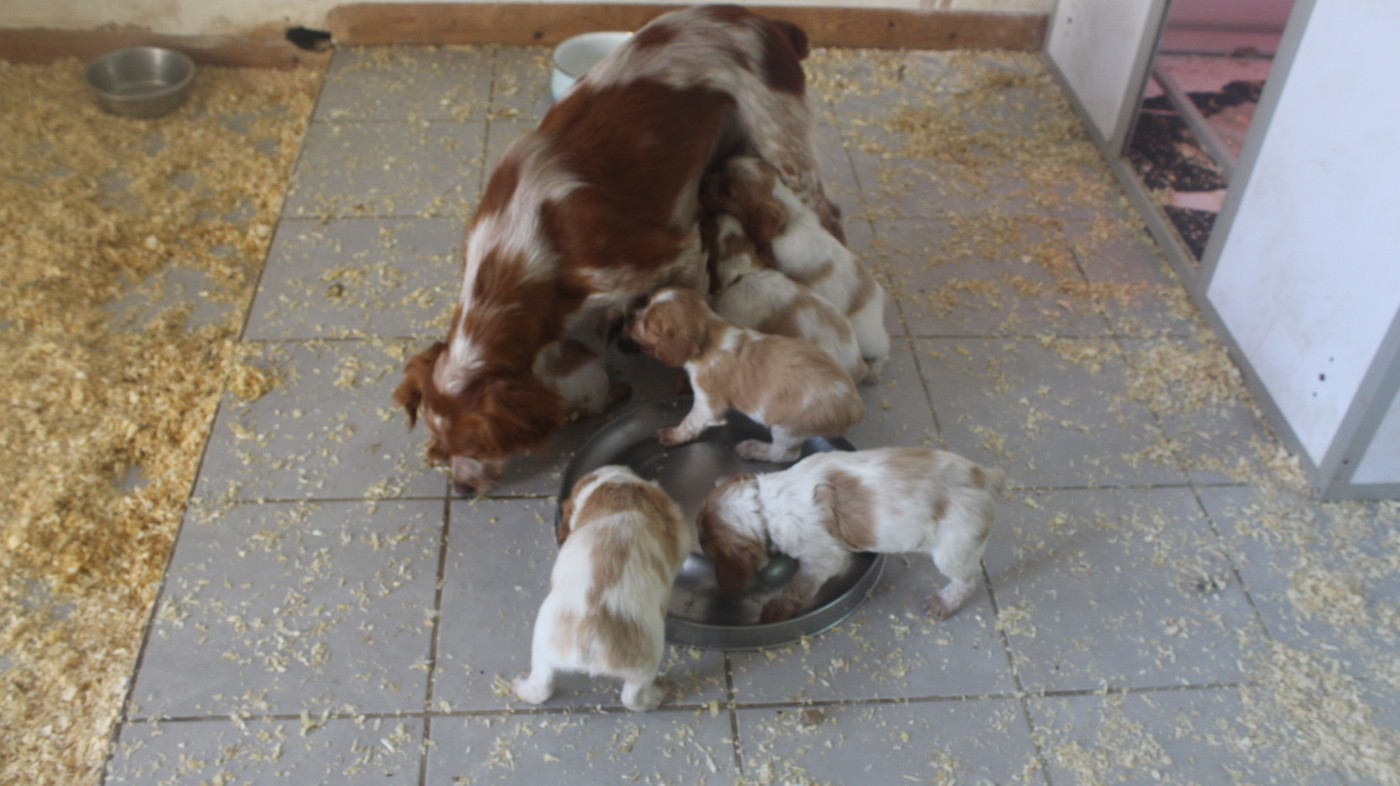 des T'chiots Picards - Naissance Le 05 Avril 2026 reste 3 mâles à réserver de Uline des t'chiots picard s avec Texas de la Plaine Marat Champion CS Trialer