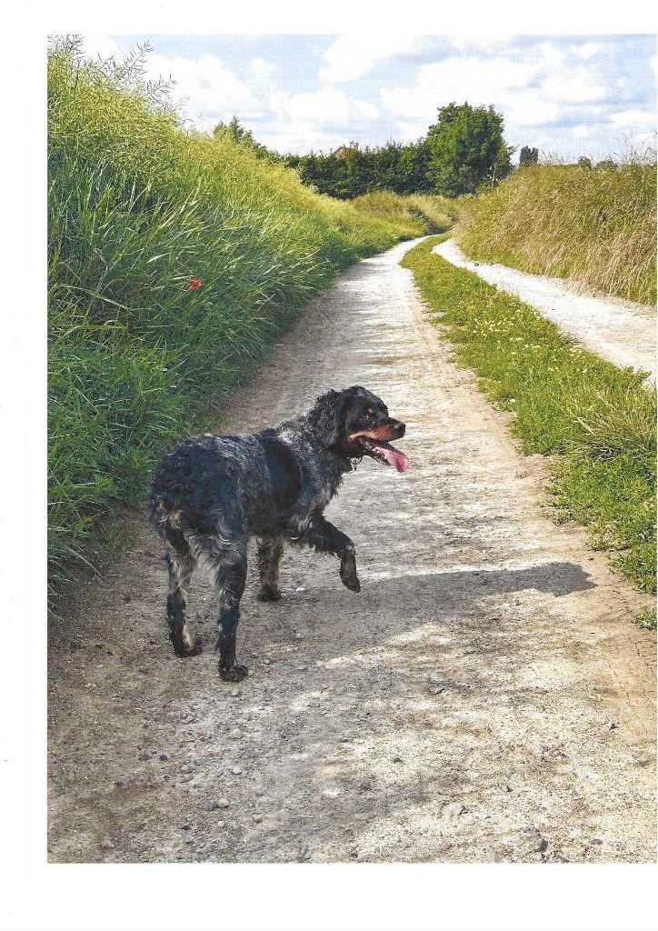 des T'chiots Picards - Rubis et stella seront des heureux parents