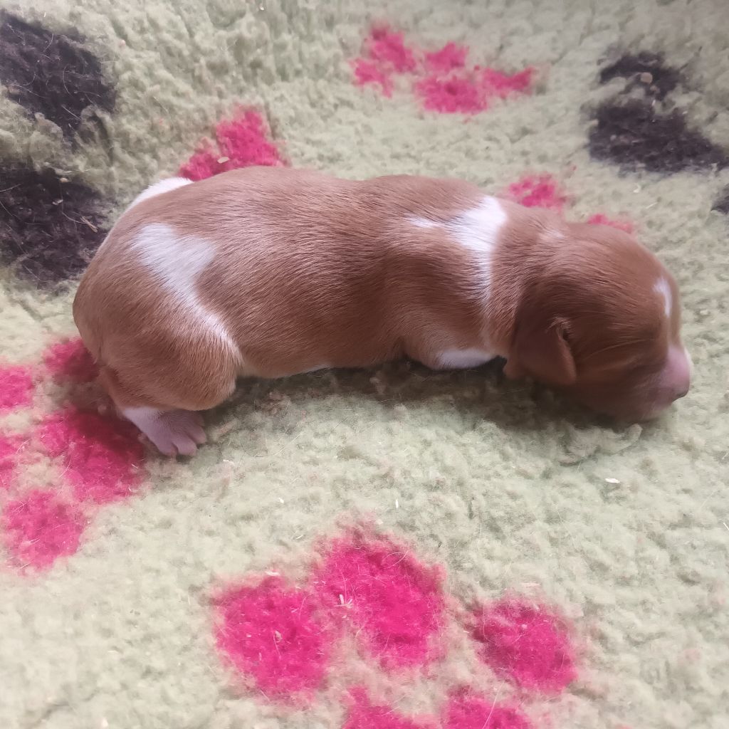 des T'chiots Picards - Chiots disponibles - Epagneul Breton