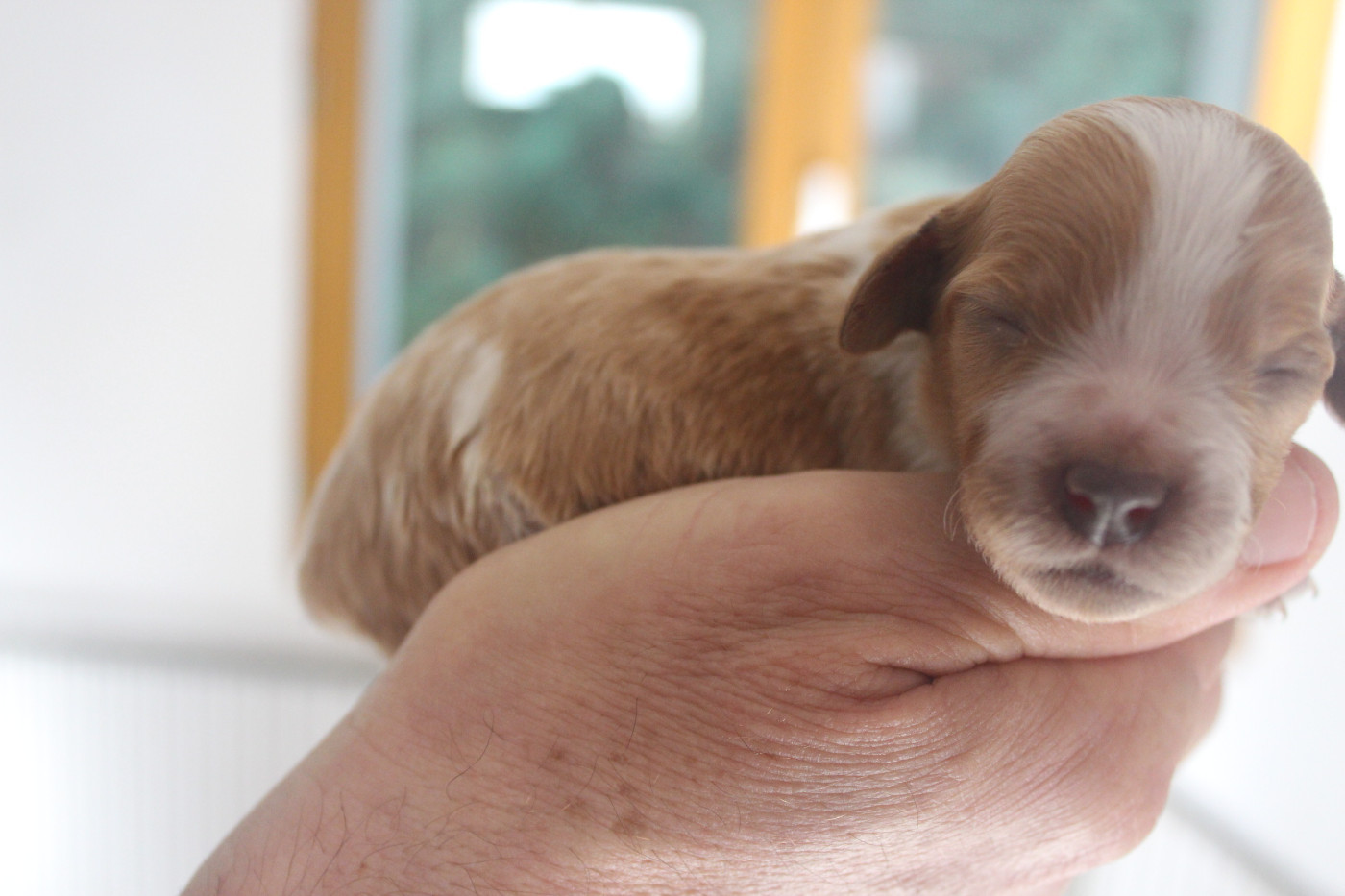 des T'chiots Picards - Chiots disponibles - Epagneul Breton