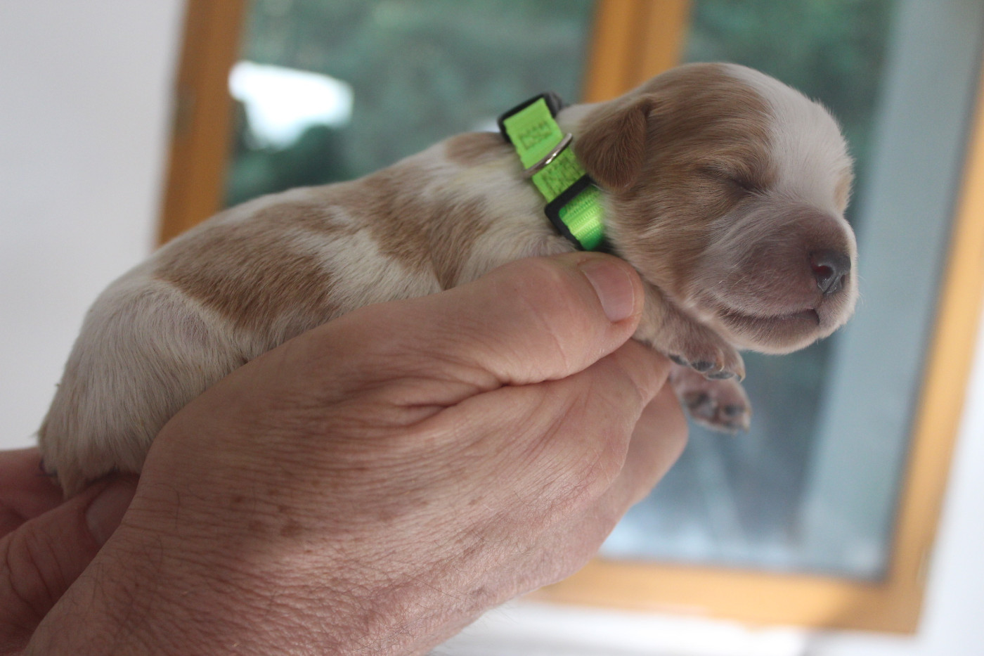 des T'chiots Picards - Chiots disponibles - Epagneul Breton