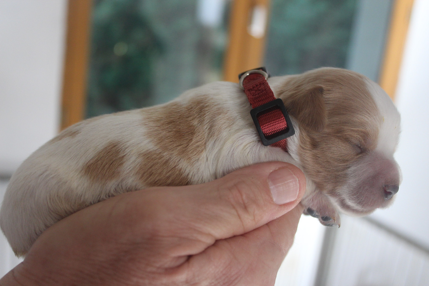 des T'chiots Picards - Chiots disponibles - Epagneul Breton