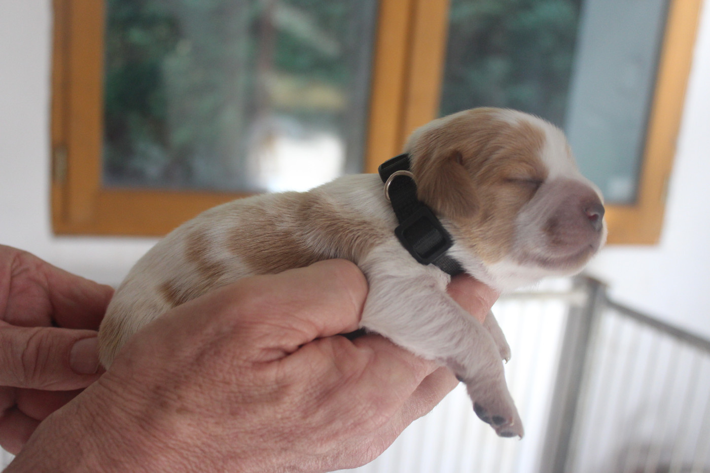 des T'chiots Picards - Chiots disponibles - Epagneul Breton