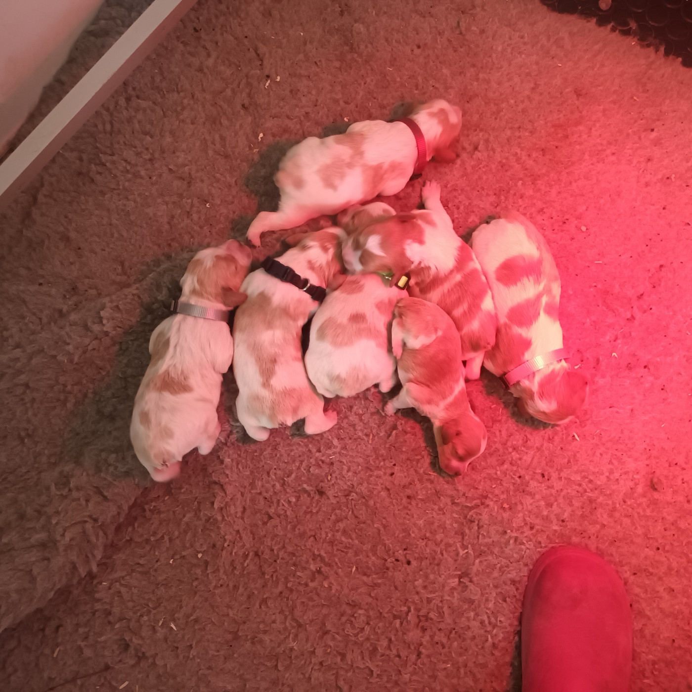 Chiot Epagneul Breton des T'chiots Picards