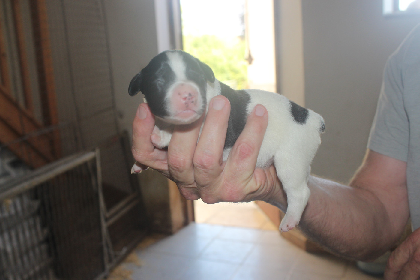 des T'chiots Picards - Chiots disponibles - Epagneul Breton