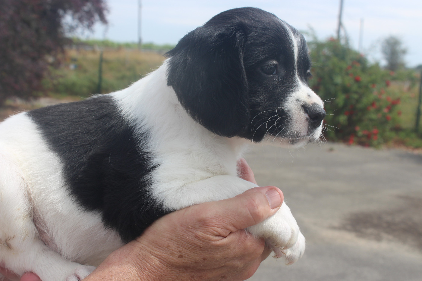 des T'chiots Picards - Chiots disponibles - Epagneul Breton