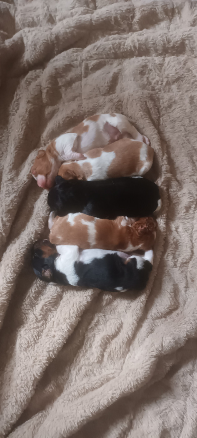des T'chiots Picards - Epagneul Breton - Portée née le 18/09/2026