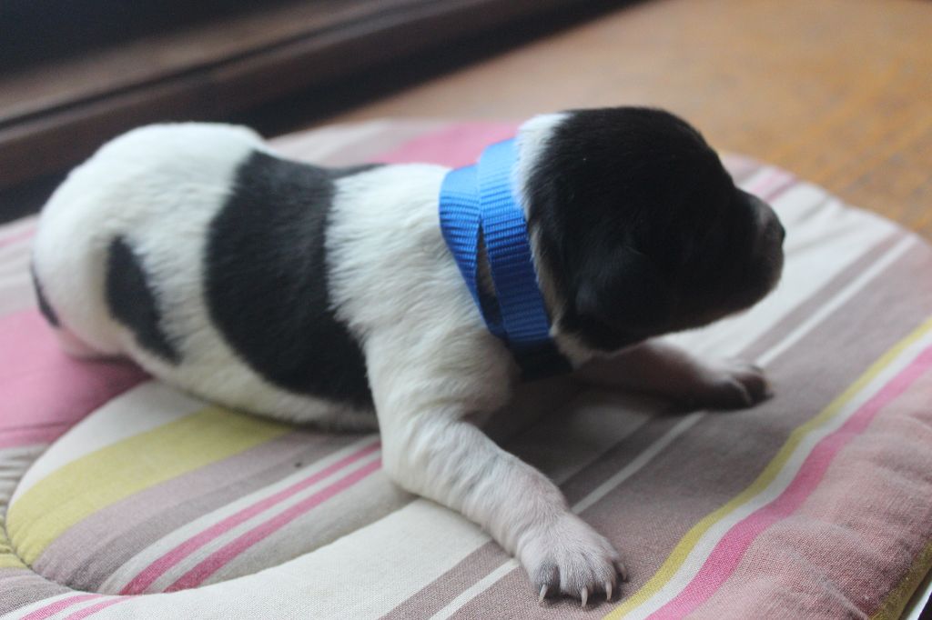 des T'chiots Picards - Chiots disponibles - Epagneul Breton