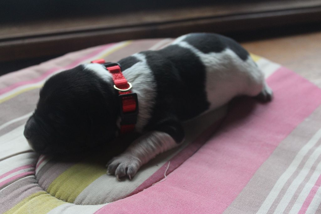 des T'chiots Picards - Chiots disponibles - Epagneul Breton