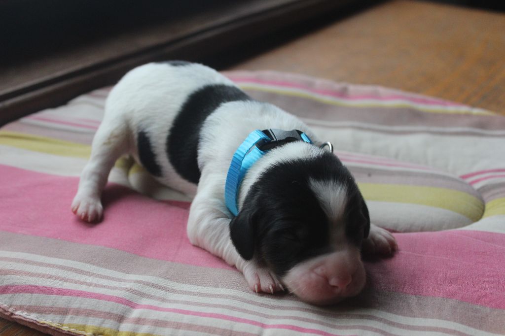 des T'chiots Picards - Chiots disponibles - Epagneul Breton